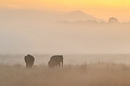 Asian elephants walk in the nature habitat
