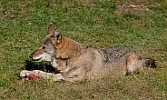 Red wolf