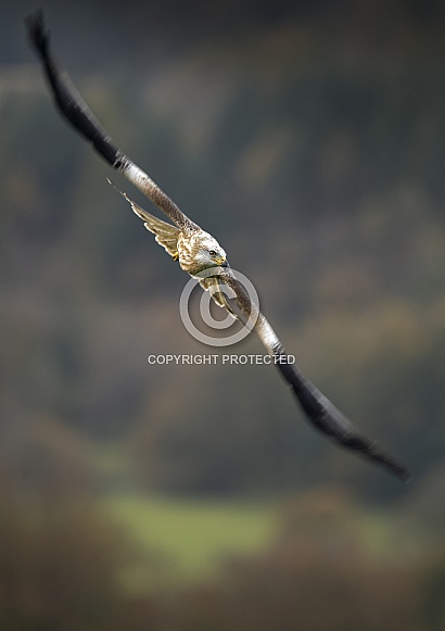 Red Kite