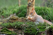 squirrel in the forest