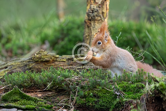 squirrel in the forest