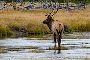 Bull Elk Crossing Madison River