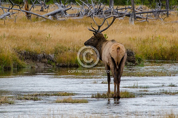 Bull Elk Crossing Madison River