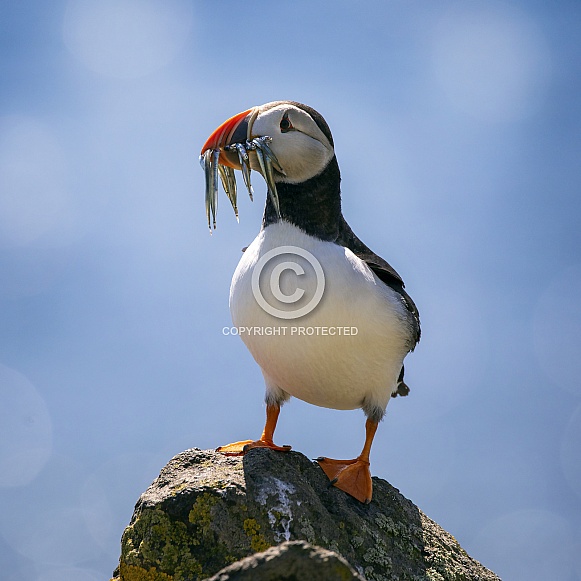 Atlantic Puffin