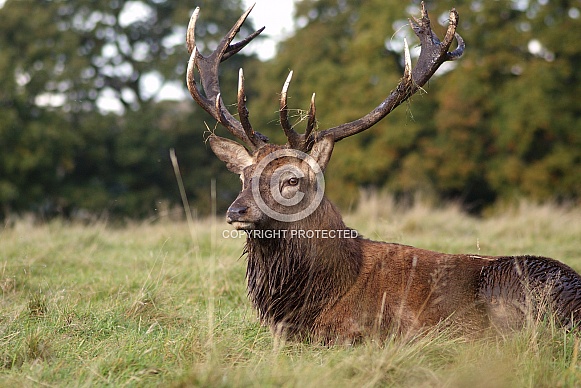 Red Deer Stag