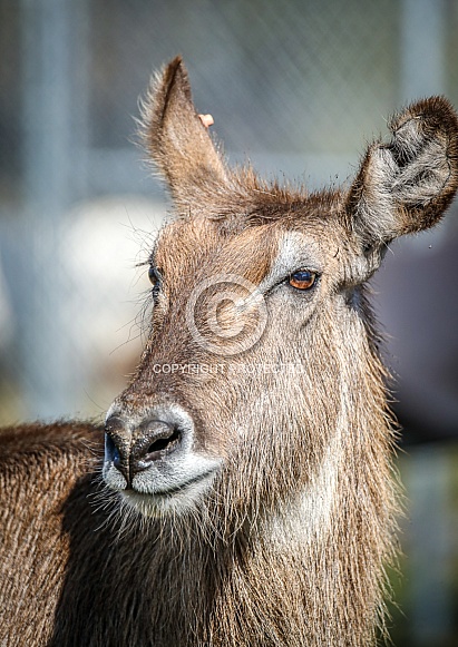 Waterbuck
