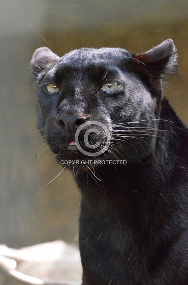 Leopard - Black Leopard Leopard - Black Leopard