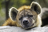 Tired hyena
