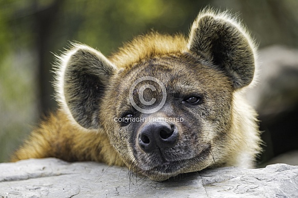 Tired hyena Tired hyena