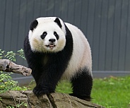 Giant Pandas