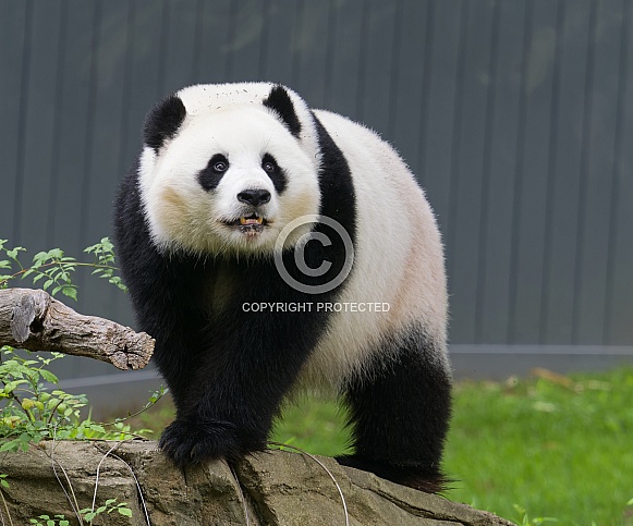 Giant Pandas