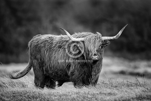 Highland cow