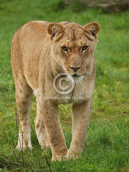 African Lioness African Lioness