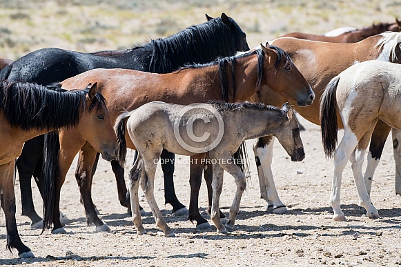 Wild Horses