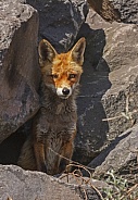 A fox this sits