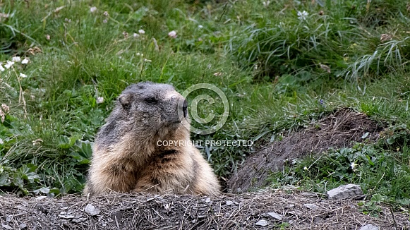 Alpine Marmot Alpine Marmot