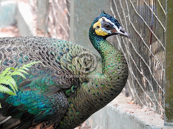 Green Peafowl Green Peafowl