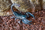Indian Giant Forest Scorpion