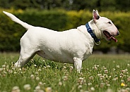 English Bull Terrier