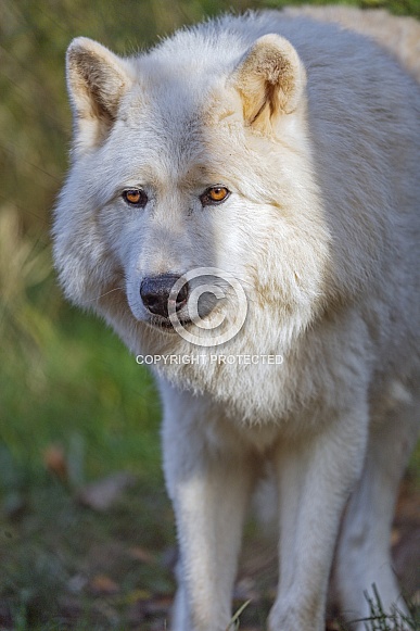 Arctic wolf Arctic wolf