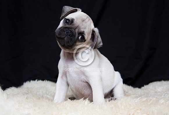 Pug Puppy Pug Puppy