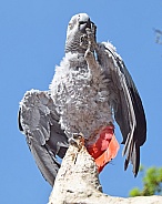 African grey parrot on tree