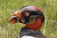 King Vulture