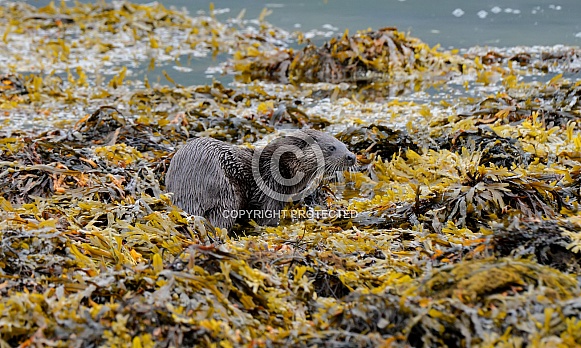 European Otter