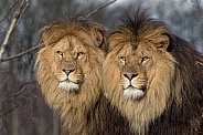 African Lion Brothers (Panthera Leo)