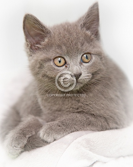 Domestic Shorthair Kitten