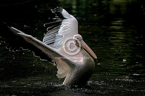White pelican White pelican