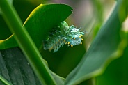 The caterpillar of the Atlas moth