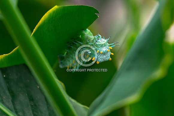 The caterpillar of the Atlas moth