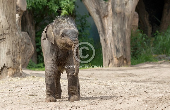 Young Asian elephant Young Asian elephant
