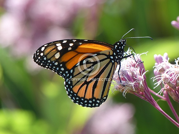 Monarch Butterfly on Flower