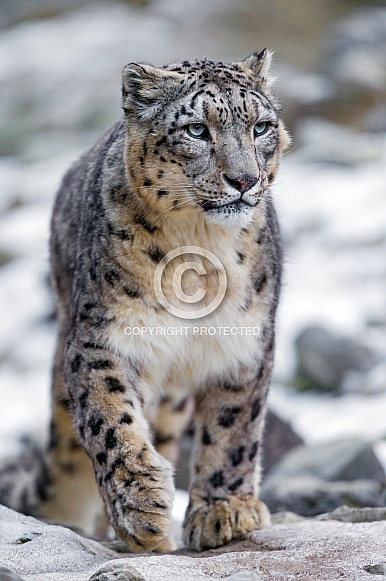 Snow leopard