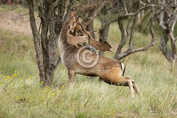 Fallow Deer
