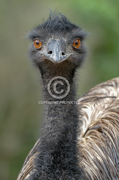 Emu Emu