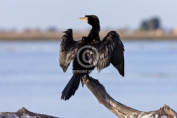 Reed Cormorant drying its wings Reed Cormorant drying its wings