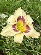 Yellow Daylily