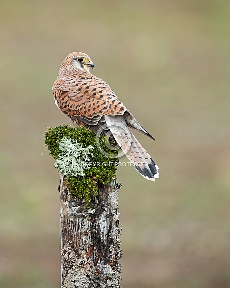 Female Common Kestrel