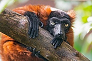 Red ruffed lemur cliging on a branch