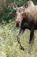 The moose or elk (Alces alces)