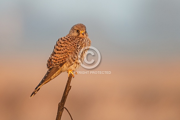 The common Kestrel