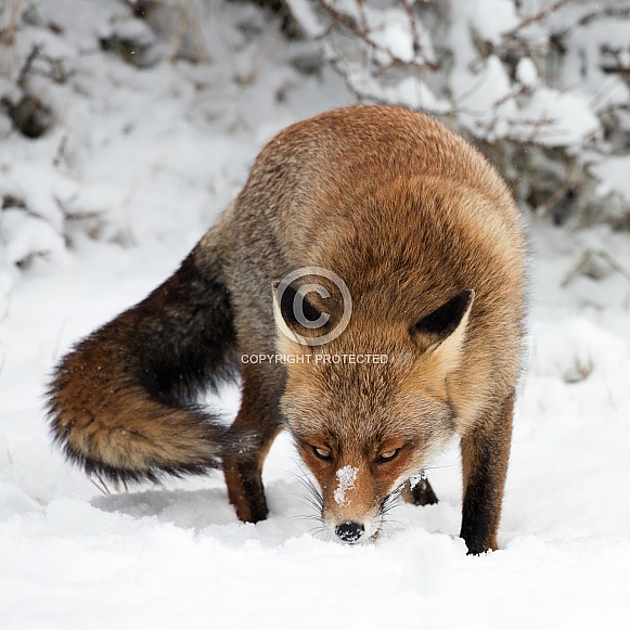 Red Fox Red Fox
