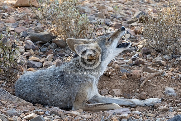 Coyote Howling Coyote Howling