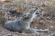 Coyote Howling