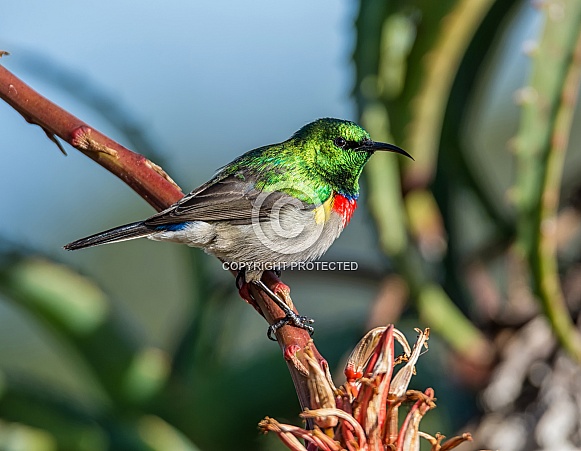 Double-collared Sunbird Double-collared Sunbird