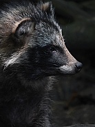 Raccoon Dog