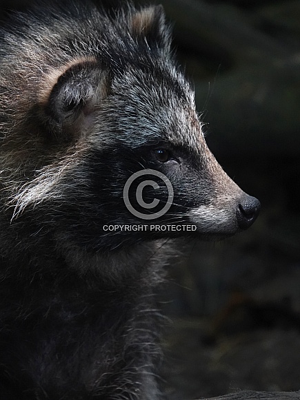 Raccoon Dog Raccoon Dog